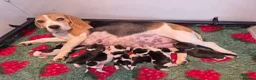 Beagle dogs for sale: Stunning litter kc reg Beagle puppies - Advert 4