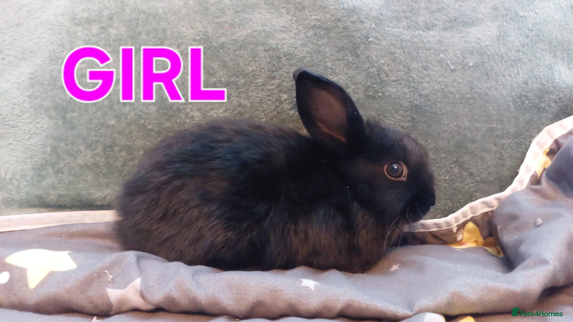 Mini Lop rabbits 2 LEFT 🌟9 week old baby mini lops ☆☆Ready Now - Advert 2