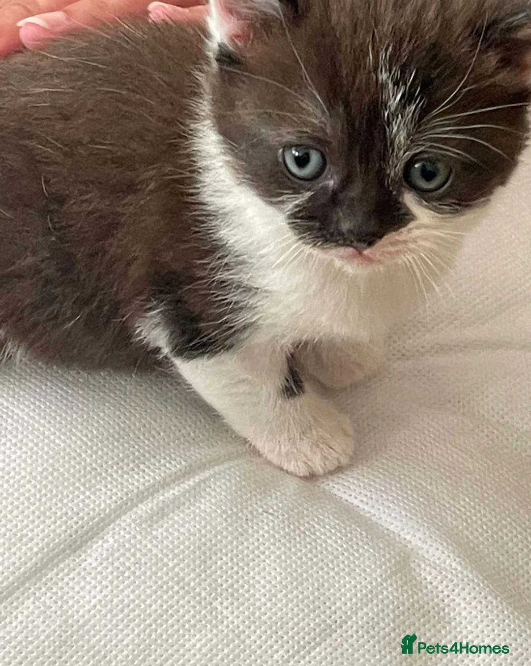 Mixed Breed cats for sale: One male mixed British shorthair kitten available  - Advert 4