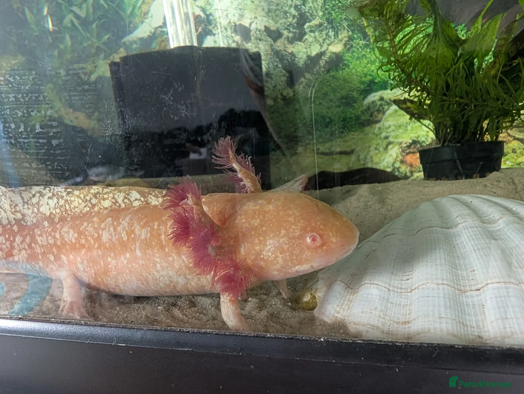 Axolotl reptiles for sale: Golden Axolotl  in Truro - Advert 2