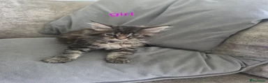 Maine Coon 5
