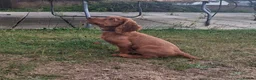 Cocker Spaniel dogs for sale: KC REG RED WORKING COCKER SPANIEL - Advert 6