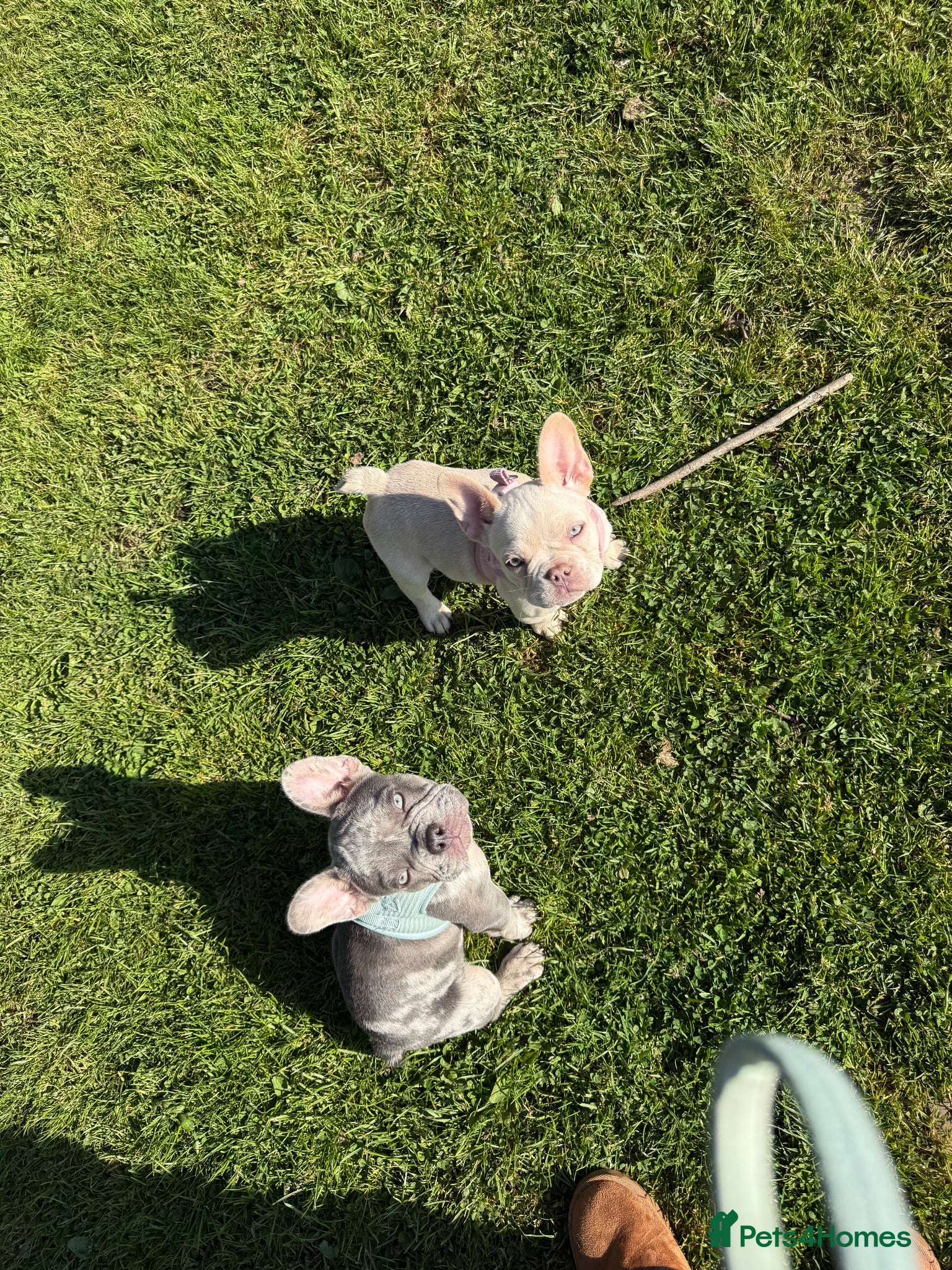 French Bulldog dogs Two Beautiful Blue Eyed Babies for Sale - Advert 1