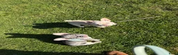 French Bulldog dogs for sale: Two Beautiful Blue Eyed Babies for Sale in Tonbridge - Advert 1