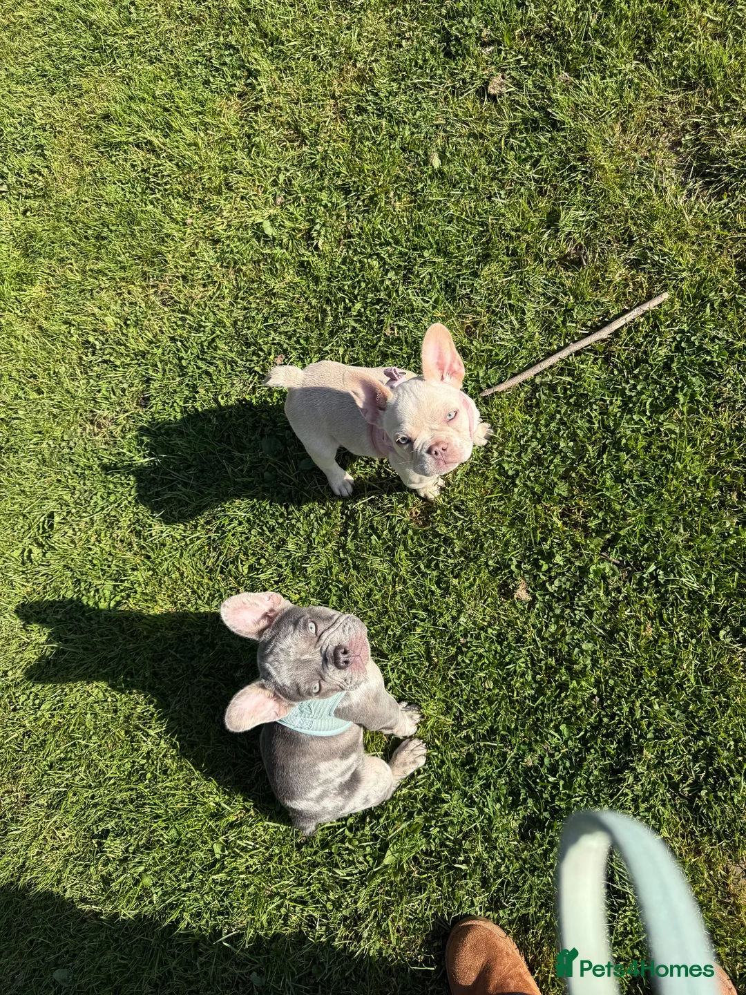 French Bulldog dogs for sale: Two Beautiful Blue Eyed Babies for Sale in Tonbridge - Advert 1