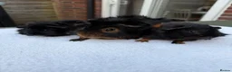 Guinea Pig rodents for sale: 3 x male guinea pigs ( Dad and his two sons )  - Advert 5