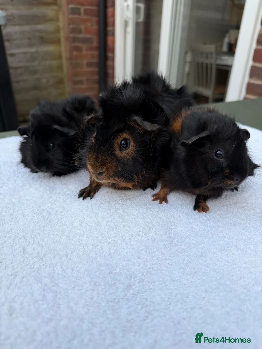 Guinea Pig rodents for sale: 3 x male guinea pigs ( Dad and his two sons )  - Advert 5