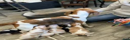 Beaglier dogs for sale: Beautiful Beagliers ❤️❤️ - Advert 31