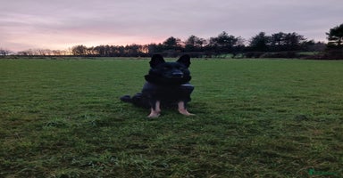 German Shepherd dogs - Advert 1