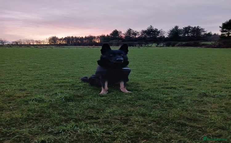 German Shepherd dogs - Advert 7