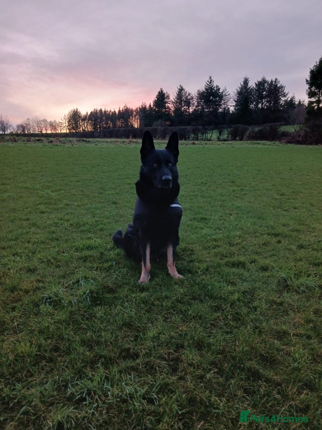 German Shepherd dogs for sale: Upcoming Litter of Pedigree German Shepherd Puppy - Image 8