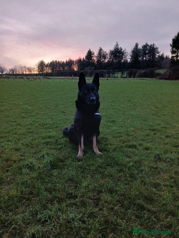 German Shepherd dogs - Advert 4