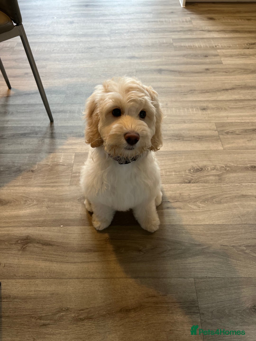 Cockapoo dogs for sale: Phoebe the cockapoo - Image 5