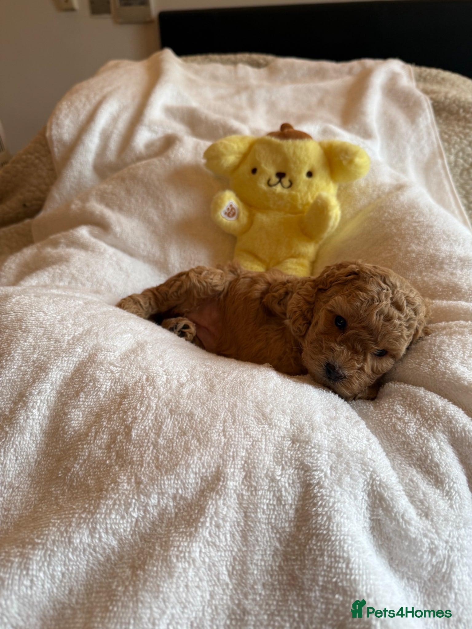 Cavapoo dogs Gorgeous Cavapoo Puppies for Sale – Ready Soon! - Advert 1