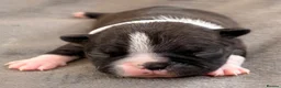 Boston Terrier dogs for sale: Bostixon KC Registered Boston Terrier Puppies - Advert 17