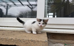 European cats for sale: Adorable Tuxedo Longhair Kittens  - Image 2