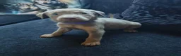 Labrador Retriever dogs for sale: Gorgeous silver Labrador puppies  - Advert 12