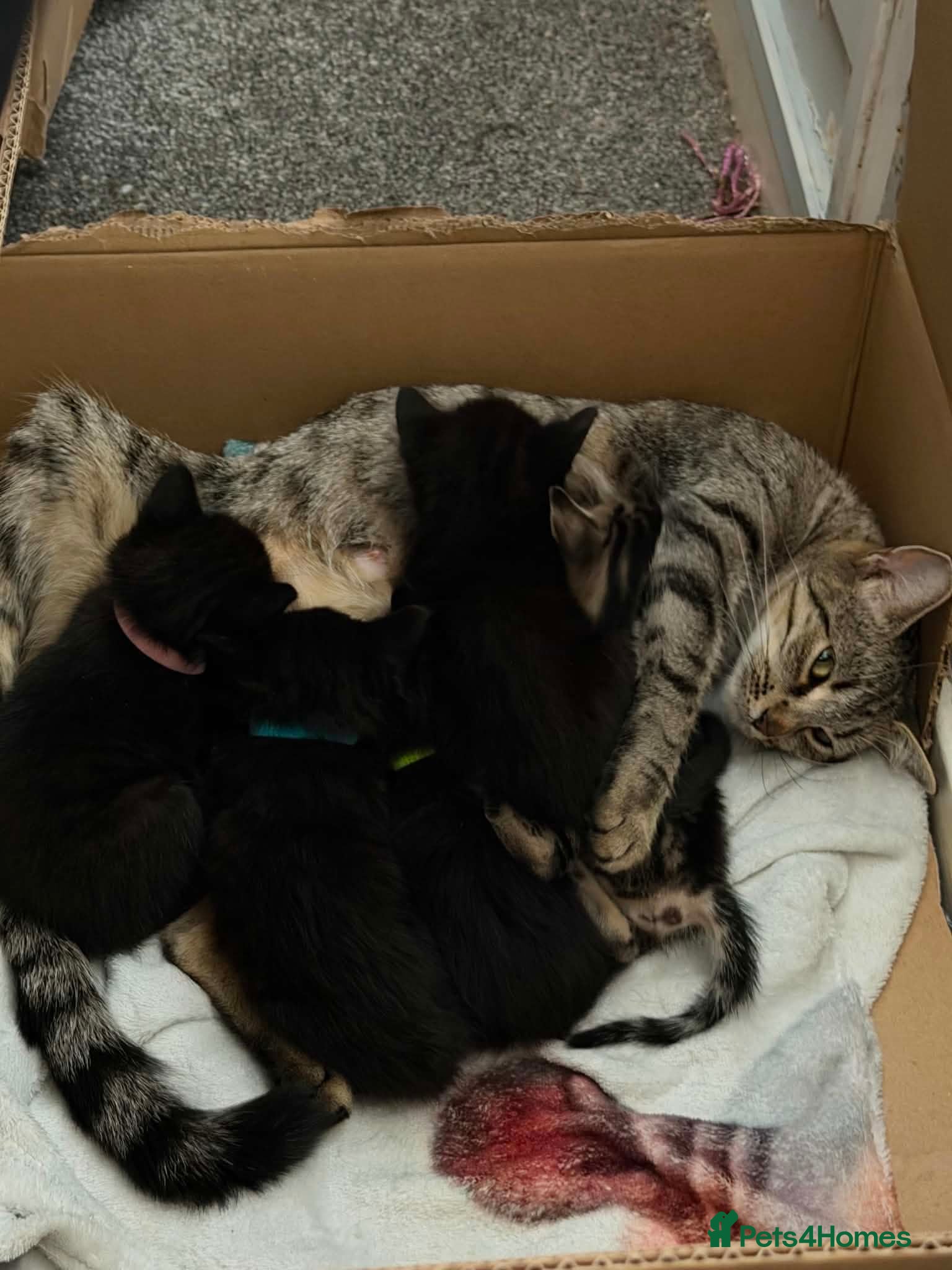 Mixed Breed cats Kittens for sale £50 each - Advert 1