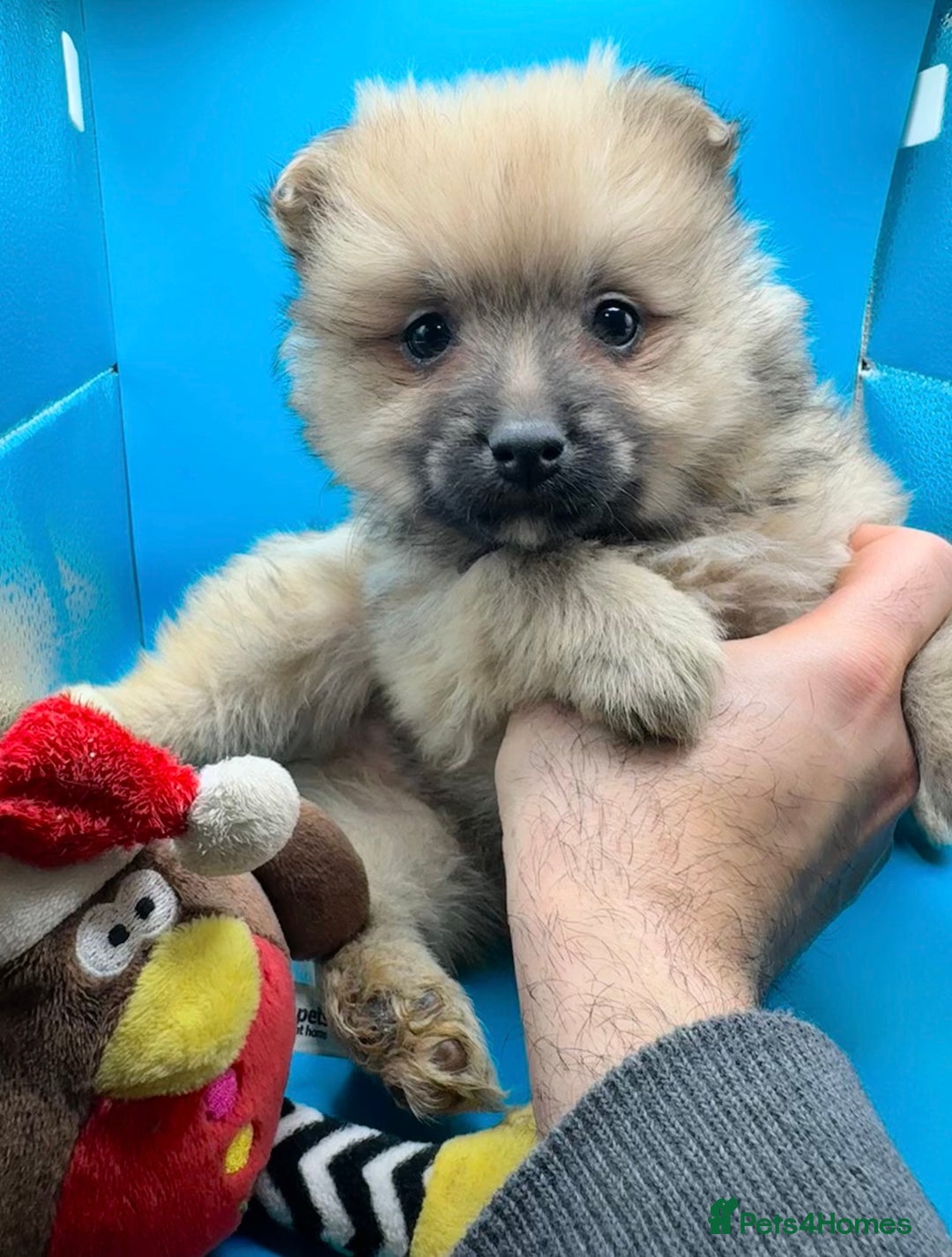 Pomeranian dogs for sale: 6 Adorable Mini/Tiny/ Fluffy Pomeranian Puppies  - Advert 26