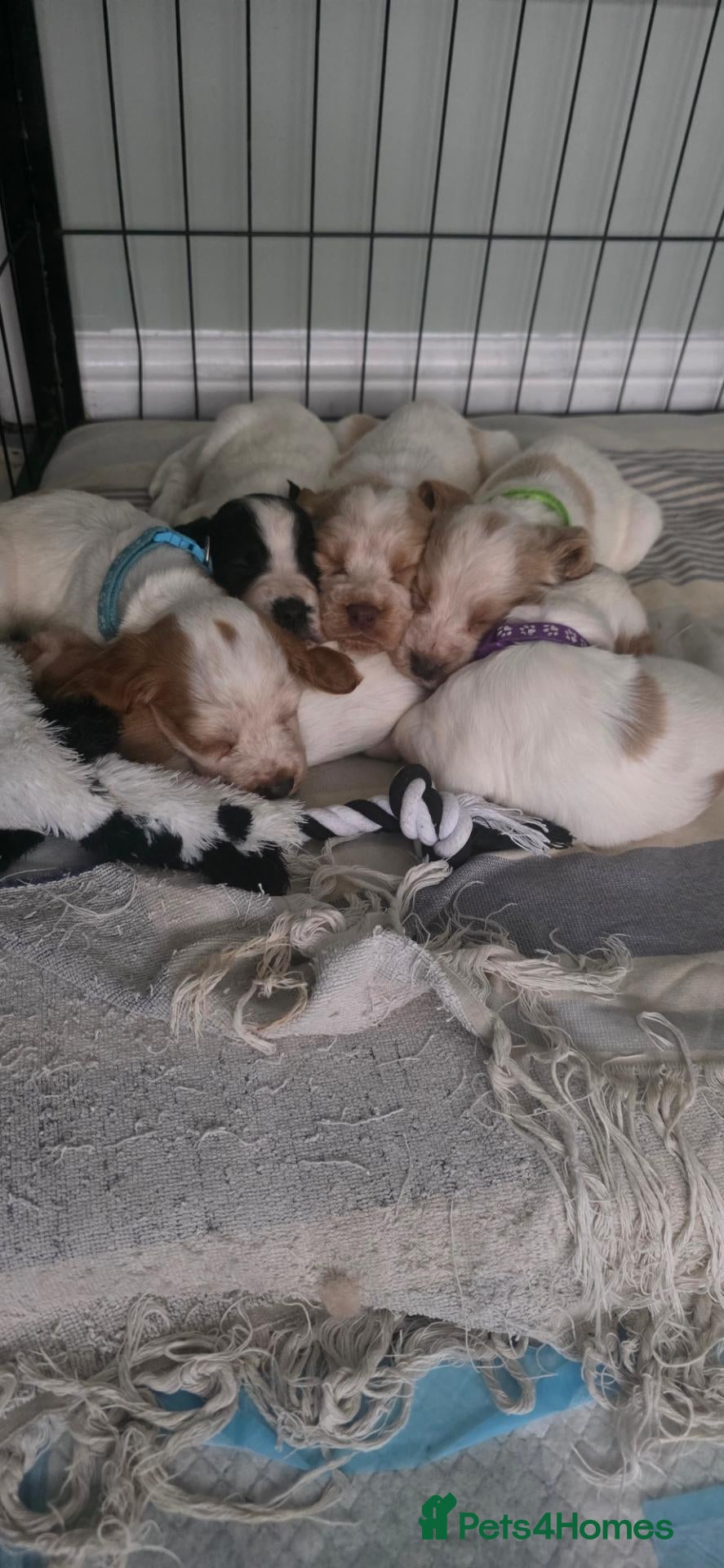 Sprocker dogs for sale: 4th gen Sprocker boys - Advert 1