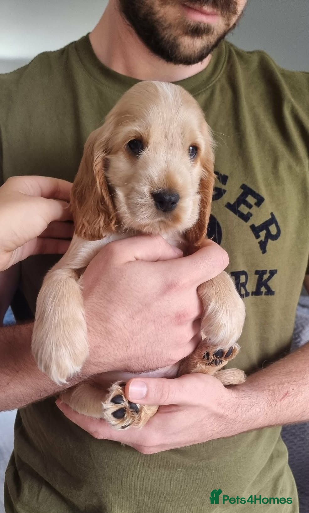 Cocker Spaniel dogs Show Cocker Spaniel Puppies- Champion Lineage🏆🐾 - Advert 1