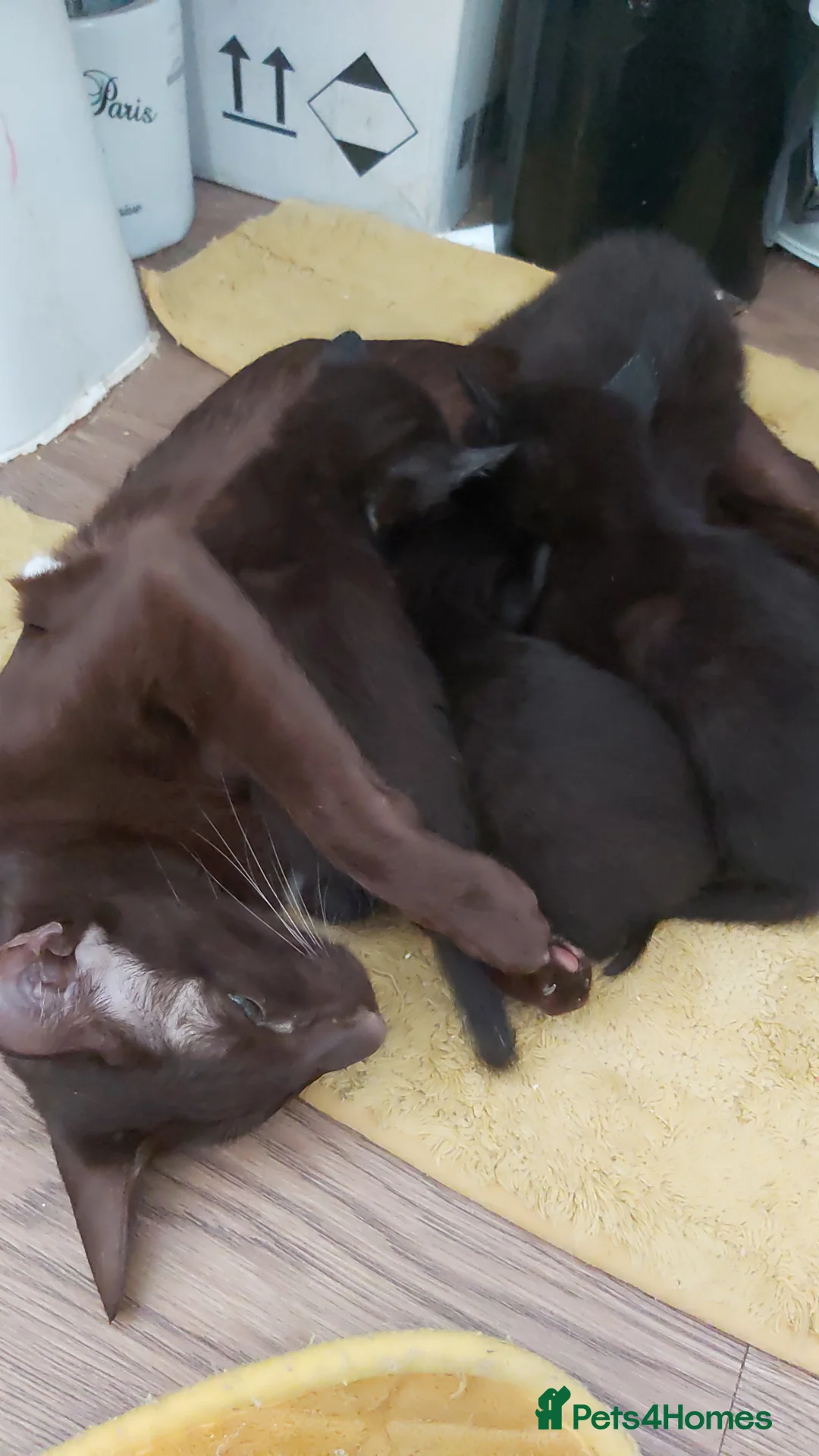 Oriental cats for sale: Full Pedigree Oriental 6 Kittens XL size ears GCCF - Advert 40