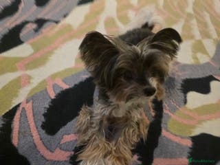 Biewer Terrier dogs Magic - Advert 18