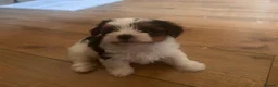 Biewer Terrier dogs for sale: 5 beautiful puppies  - Advert 3