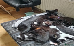 Mixed Breed cats for sale: 1 male 1 female black and white kittens - Image 2