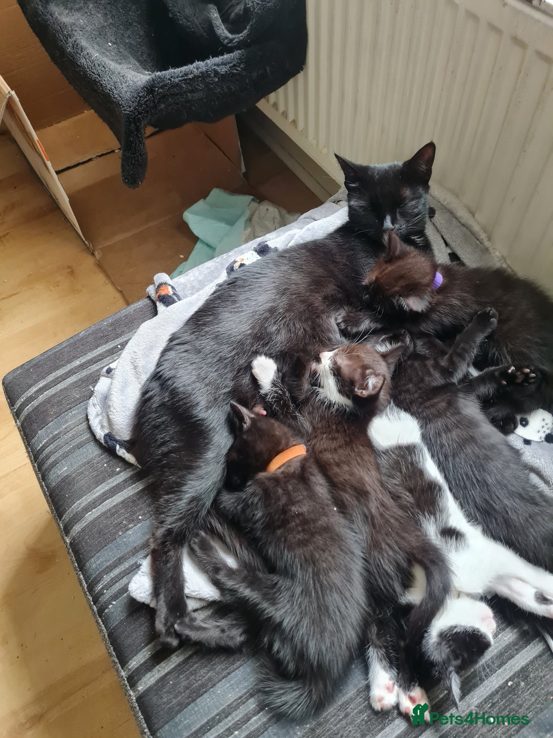 Mixed Breed cats for sale: 1 male 1 female black and white kittens - Image 2