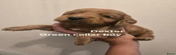 Cockapoo dogs for sale: Gorgeous Litter of Cockerpoo Puppies - 6 AVAILABLE - Advert 12