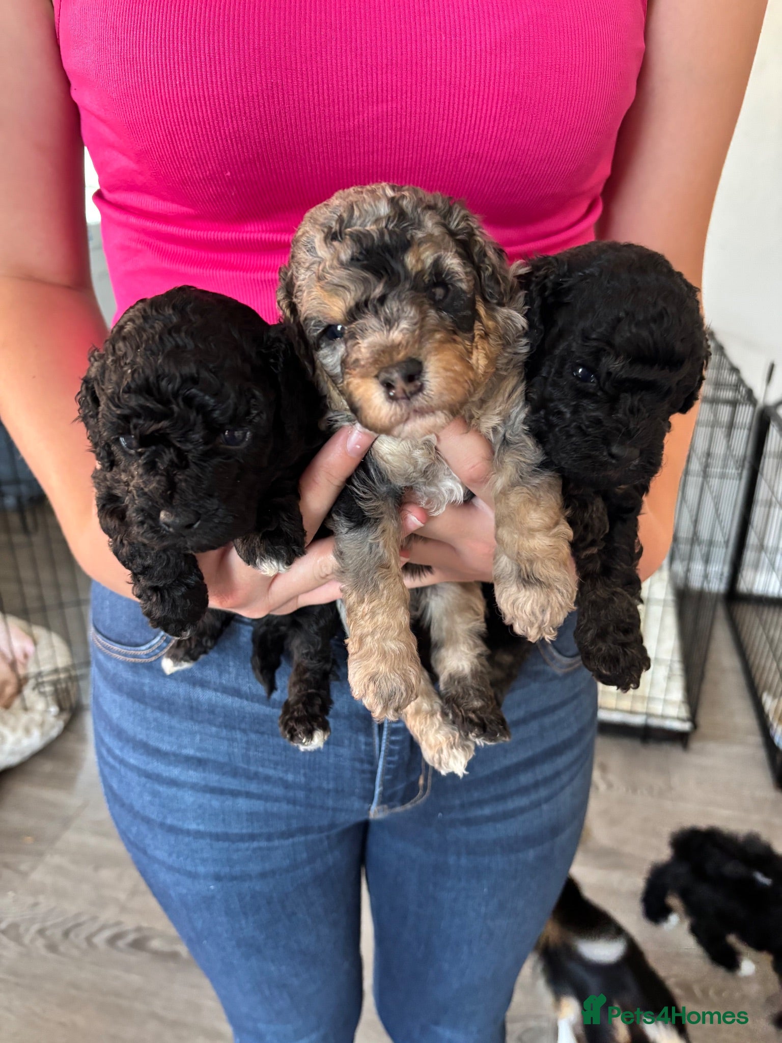 Cavapoo dogs Outstanding Cavapoo puppies - Advert 5