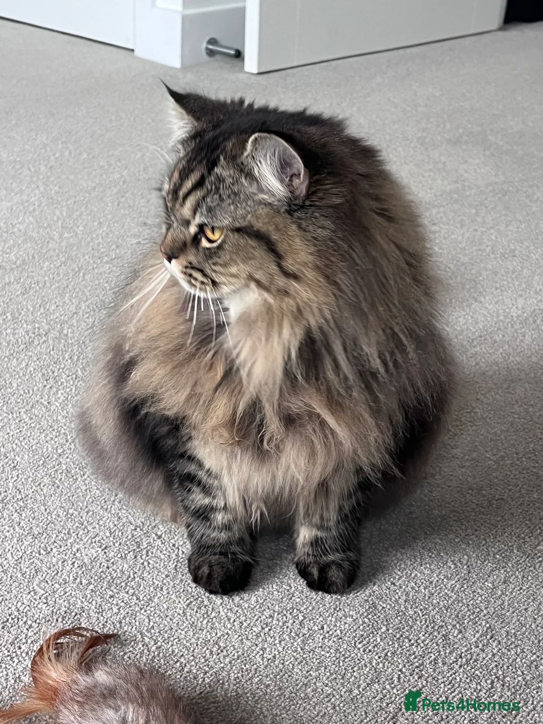 Turkish Angora cats for sale: Turkish Angora x Persian  - Advert 3