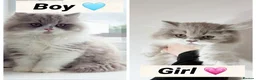 British Shorthair cats for sale: British short hair & longhaired  - Advert 1