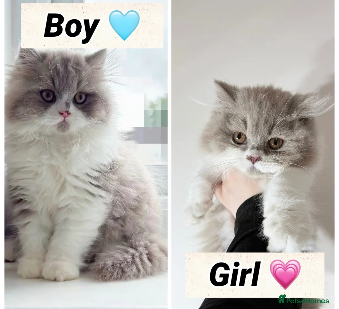 British Shorthair cats for sale: British short hair & longhaired  - Advert 1