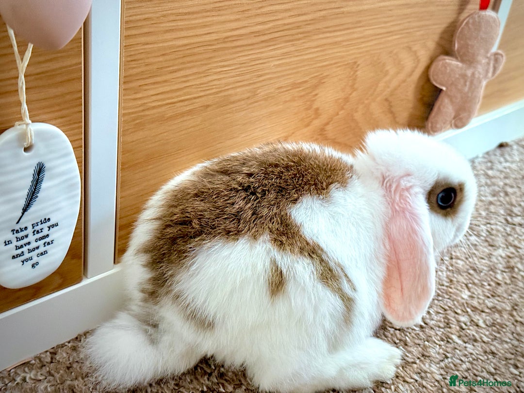 Mini Lop rabbits for sale: Mini lop babies - Image 28