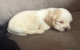 Mixed Breed dogs for sale: Cocker spaniel x chihuahua dalmation  - Image 3