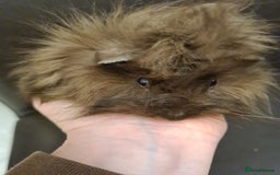 Guinea Pig rodents for sale: Long haired Peruvian-cross baby boys - Image 11