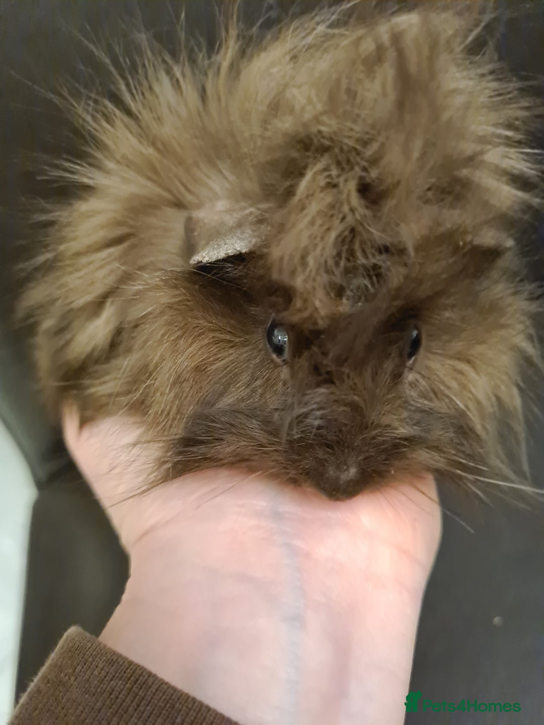 Guinea Pig rodents for sale: Long haired Peruvian-cross baby boys - Image 11