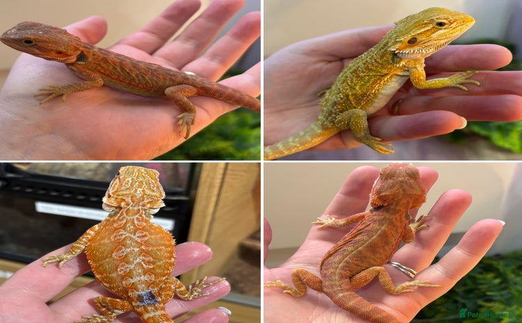 Bearded Dragon reptiles - Advert 4