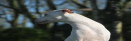 Italian Greyhound dogs for stud: Cream Italian Greyhound for Stud KC Registered - Advert 5