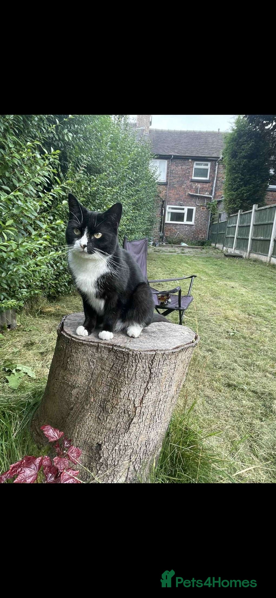 Domestic Shorthair cats for sale: Beautiful 5 year old cat for sale! - Advert 2