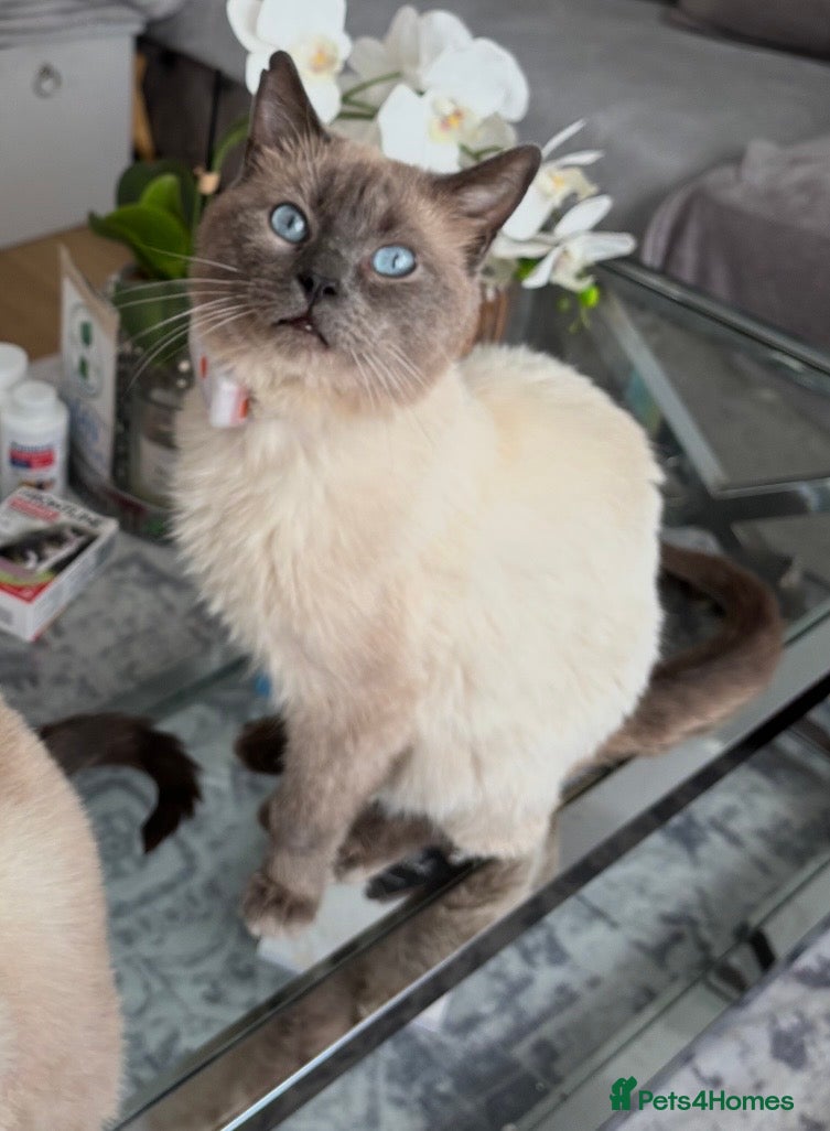 Mixed Breed cats Beautiful Ragdoll x Bsh male  - Advert 4