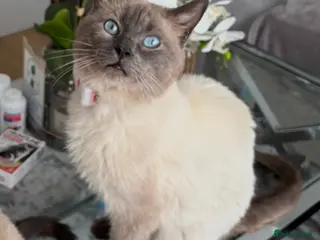 Mixed Breed cats Beautiful Ragdoll x Bsh male - Advert 1