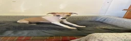 Whippet dogs for sale: Whippet in Doncaster - Advert 3