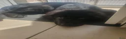 Mixed Breed dogs for sale: Puppy - Advert 3