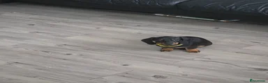 Dachshund Puppy 2