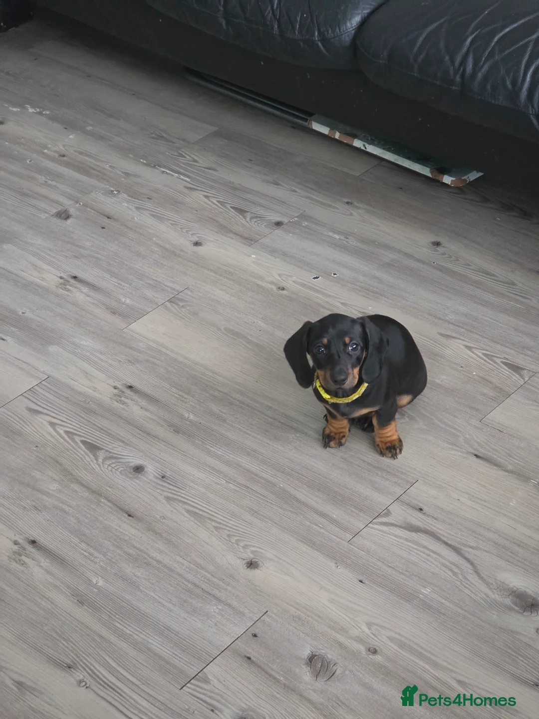 Dachshund dogs for sale: 1 Beautiful Dachshund pup left  - Advert 2