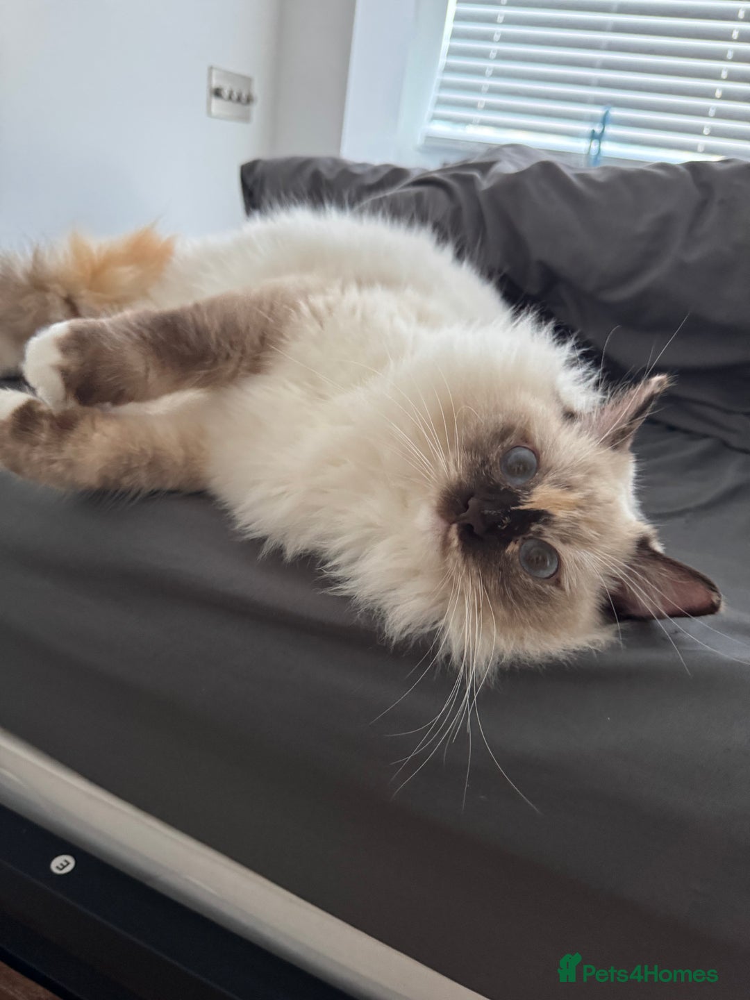 Ragdoll cats for sale: Gorgeous well beh - Advert 2