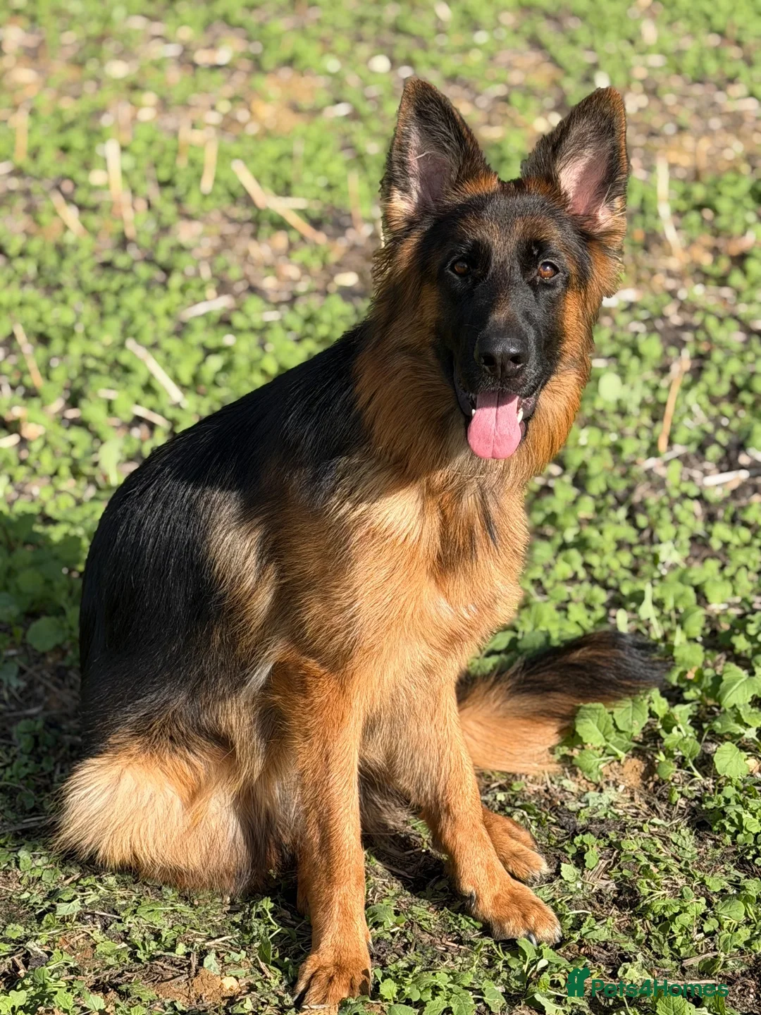 German Shepherd dogs for sale: German Shepherd Female - Advert 6